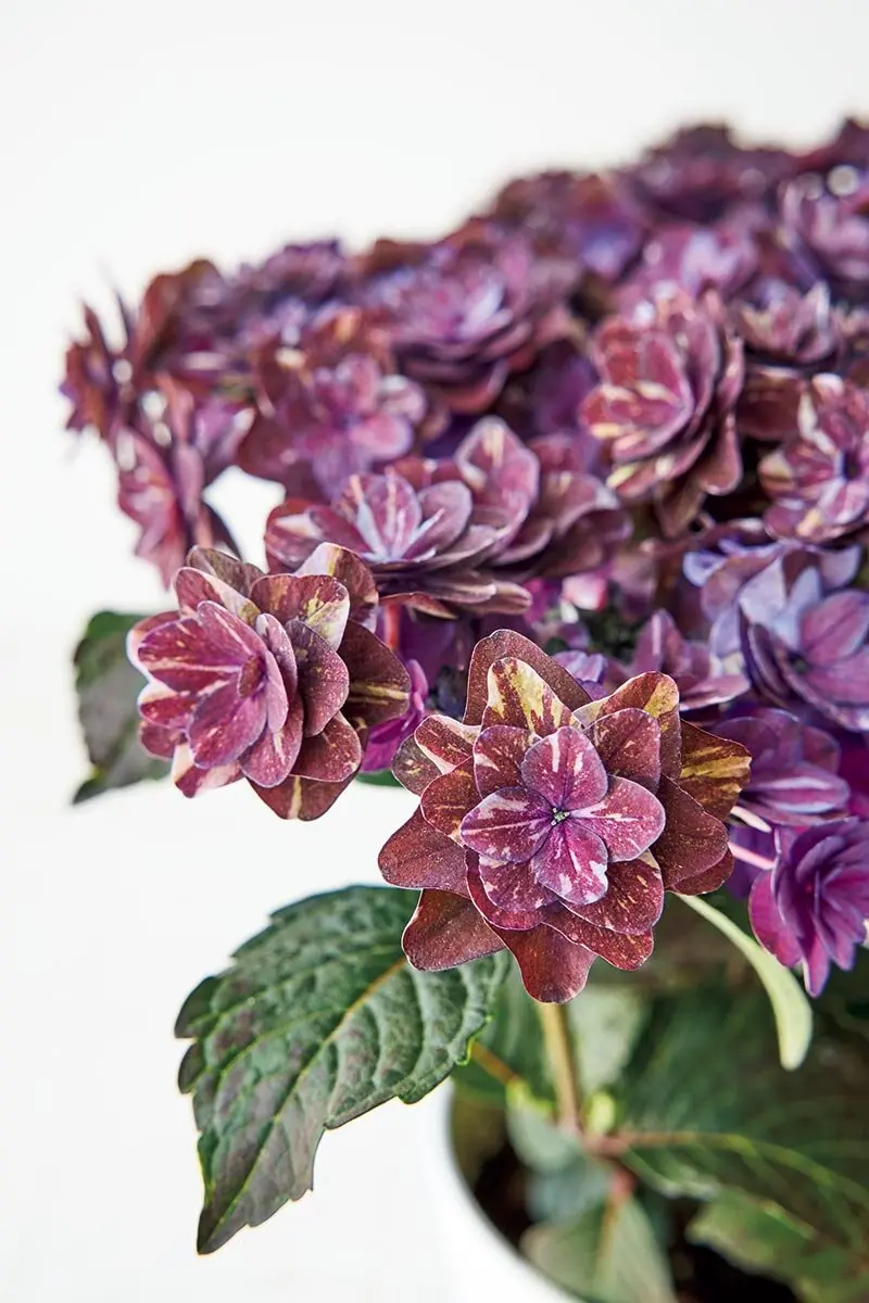 花のプロが選ぶ、実力派農園の絶品アジサイをチラ見せ！多彩な品種が