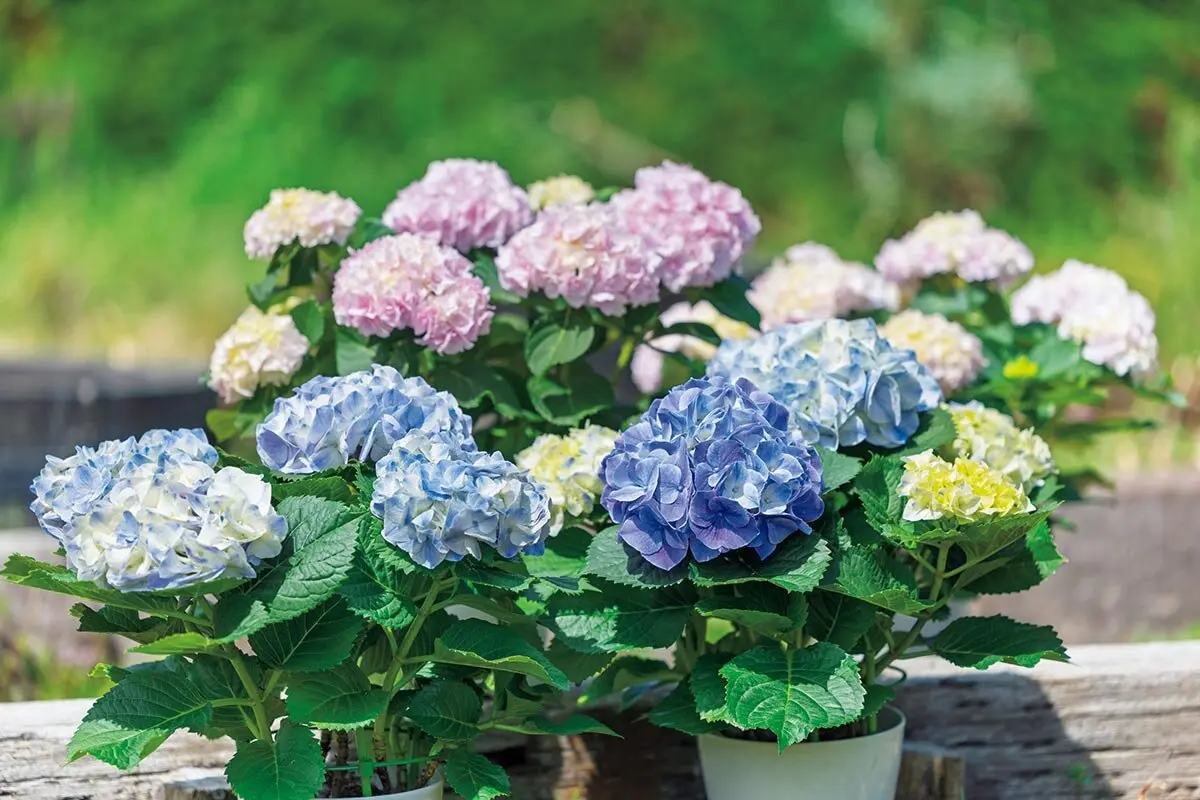 アジサイQ&A】秋色アジサイを楽しむには？鉢の植え替えはいつ？大きく 