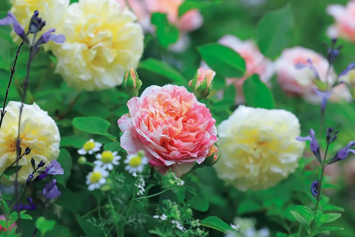 確認 バラ苗 2年 6号鉢 6月のバラの作業】植え替え