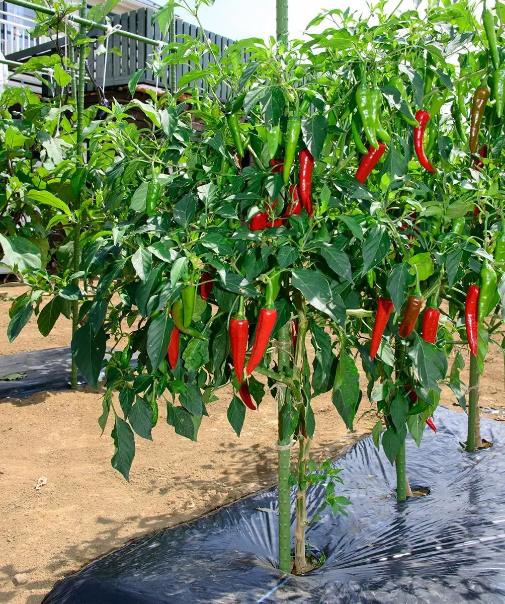 暑さに負けずグングン成長！トウガラシを長く楽しもう｜記事｜みんなの