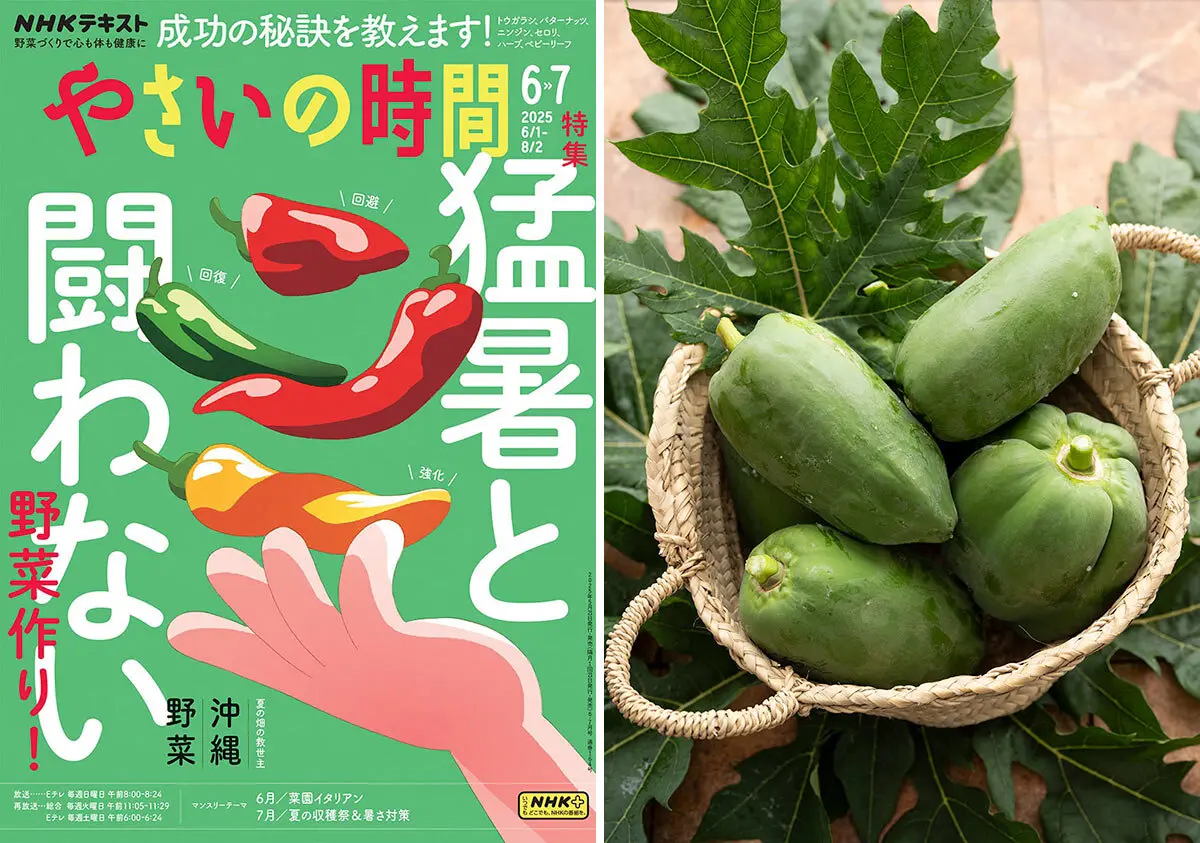 暑さに強い沖縄野菜、東京で育ててみました！編集部の青パパイヤ栽培
