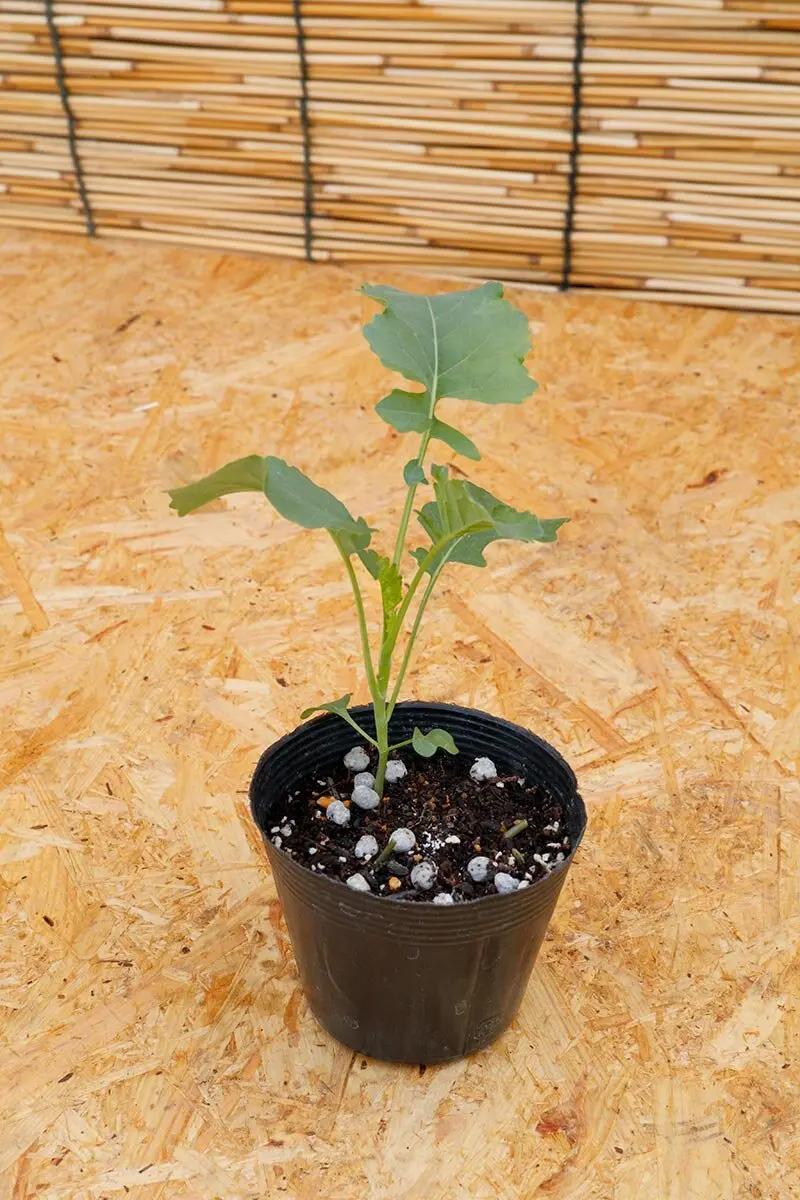 茎ブロッコリーのタネまき・育苗から植えつけまで、徹底解説！髙畑流