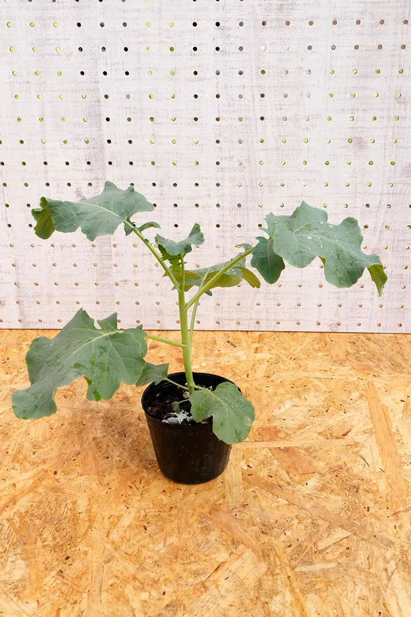 茎ブロッコリーのタネまき・育苗から植えつけまで、徹底解説！髙畑流