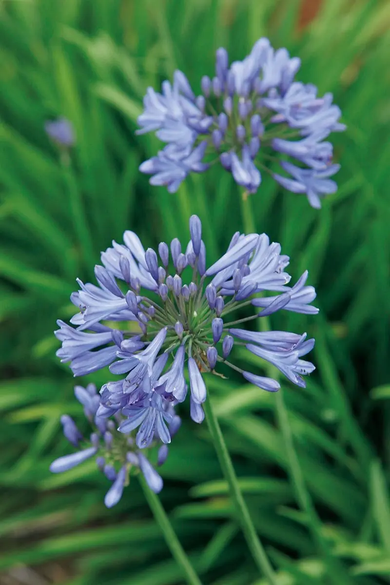 すらりと立ち上がる涼やかな姿が魅力。初夏の庭に映えるこの宿根草