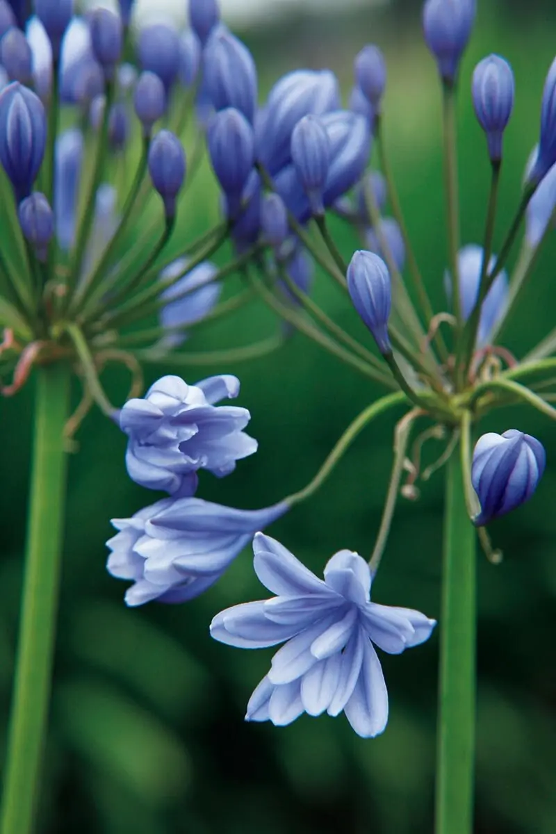 すらりと立ち上がる涼やかな姿が魅力。初夏の庭に映えるこの宿根草