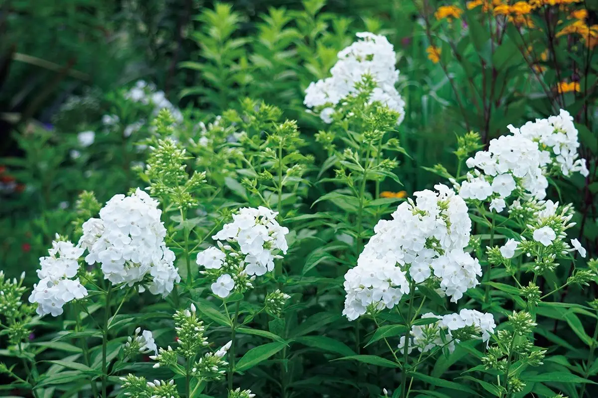 暑さに強い宿根草】フロックスで真夏の庭を華やかに！強健な