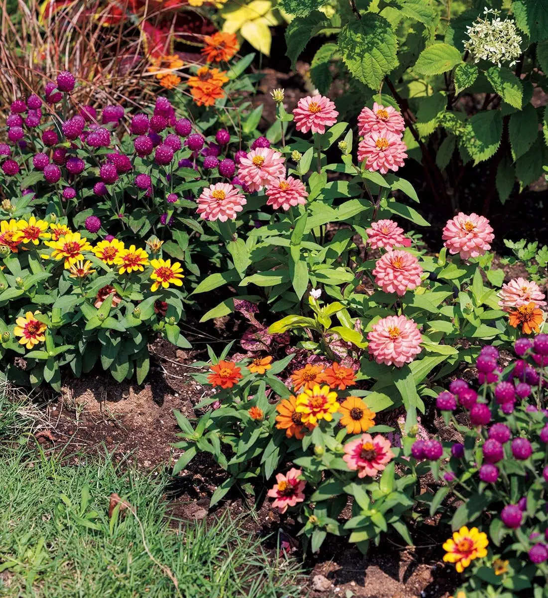 猛暑に強い一年草を組み合わせて、寄せ植えのように花壇を楽しもう