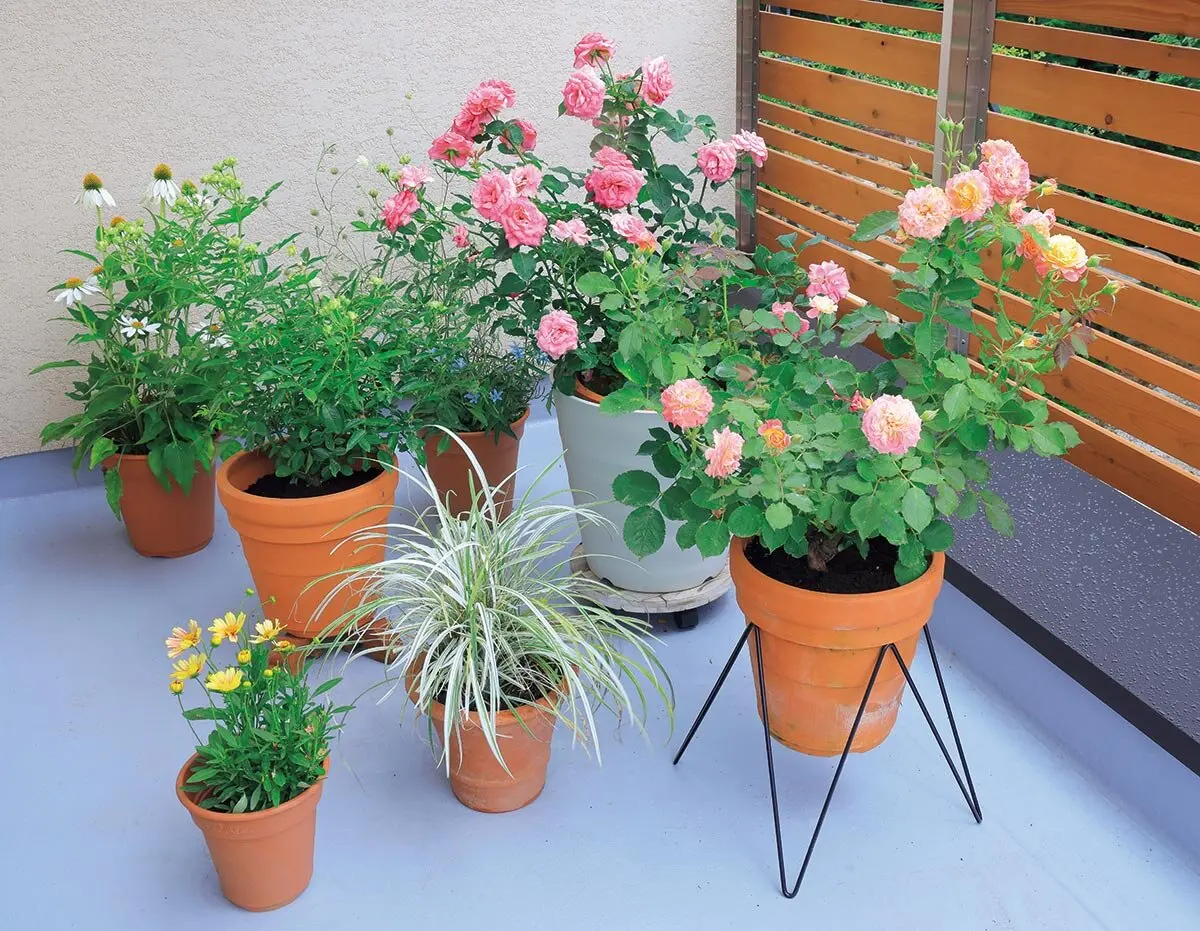 バラの夏越し】根が傷む前に！鉢植えのバラを夏の暑さから守る方法