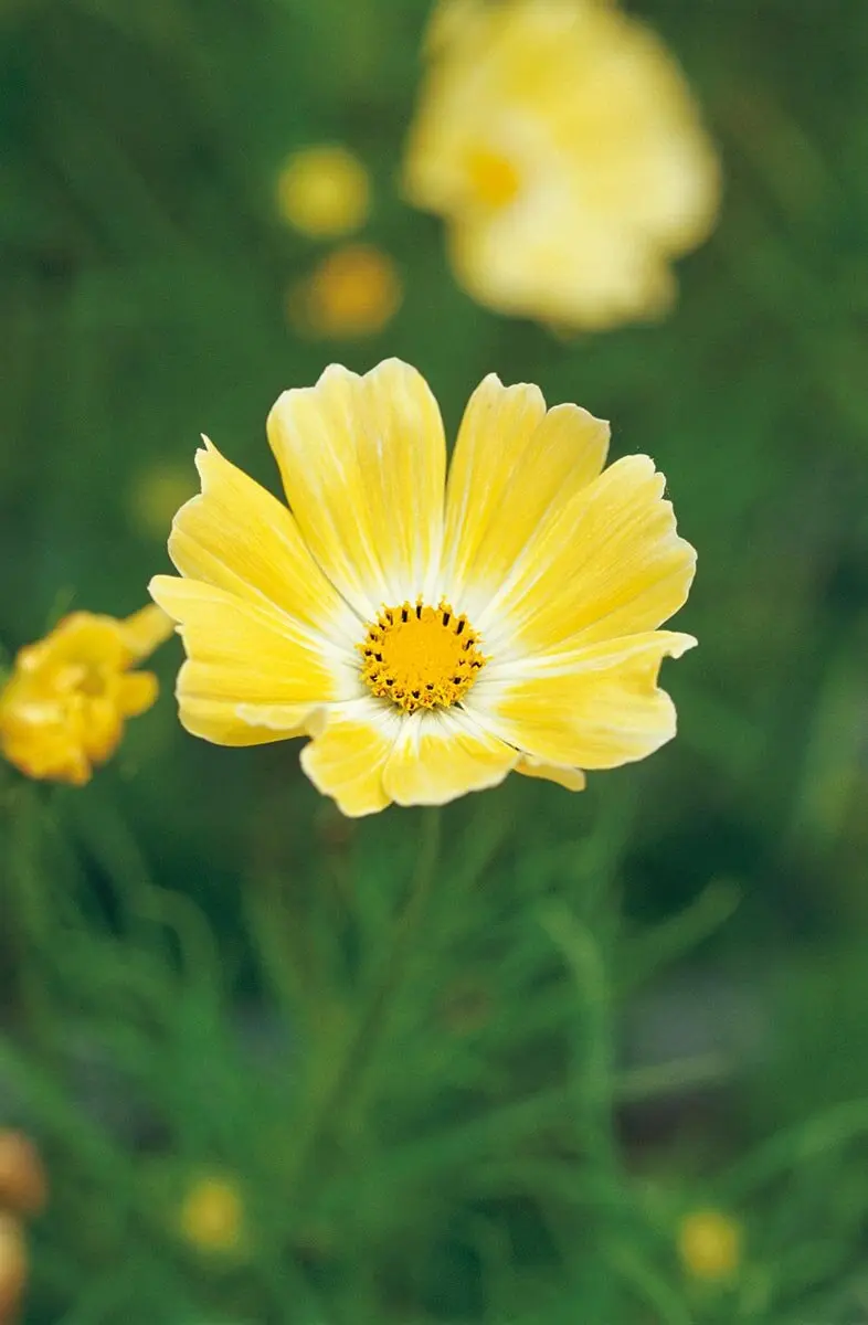 コスモスの早咲き・遅咲き品種の違いとは？タネまきの時期で楽しみが