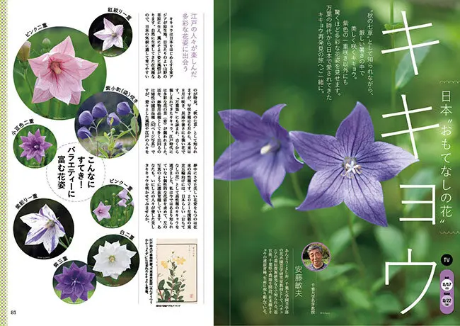 8月17日放送テーマ】キキョウ 日本”おもてなしの花”／室内でクール菜園