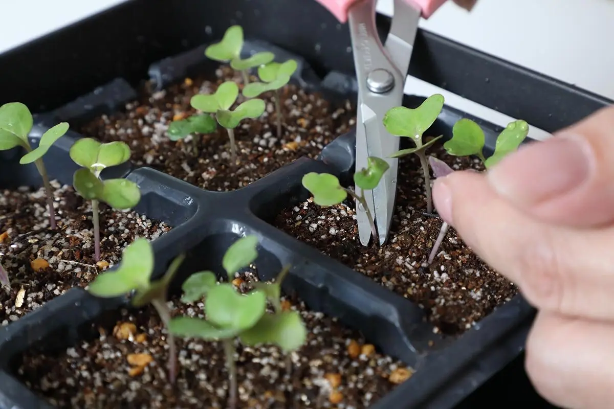 苗作りのお悩みQ&A】徒長した苗、復活できる？間引いた株、捨てるのは