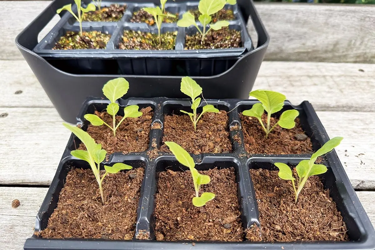 苗作りのお悩みQ&A】徒長した苗、復活できる？間引いた株、捨てるのは