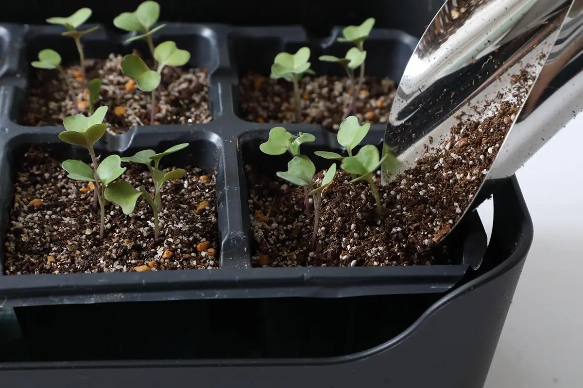 苗作りのお悩みQ&A】徒長した苗、復活できる？間引いた株、捨てるのは