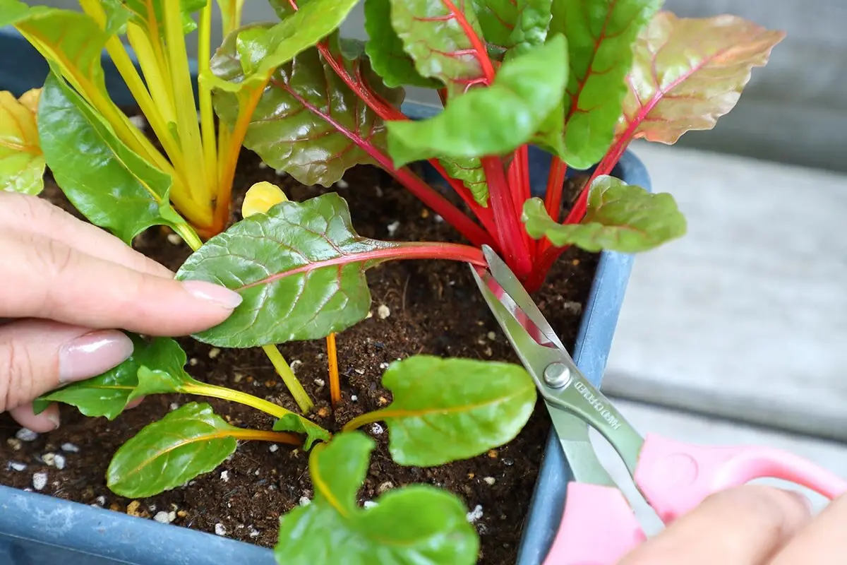 室内でクール菜園！カラフル野菜のスイスチャードとビーツをベビー