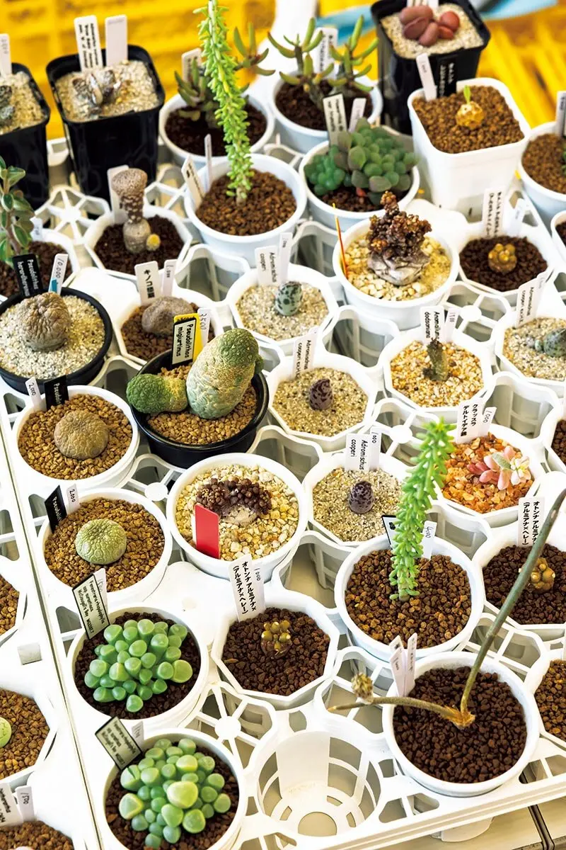 多肉愛好家の熱気が渦巻く！都内最大級の即売会に『趣味の園芸』編集部