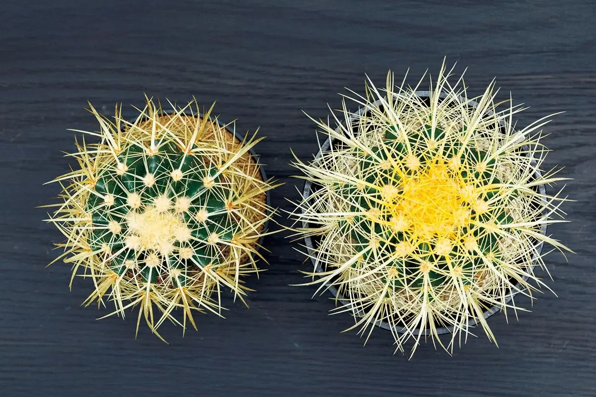 大切な株を枯らさないために！多肉植物の「光不足」のサイン、見逃さ