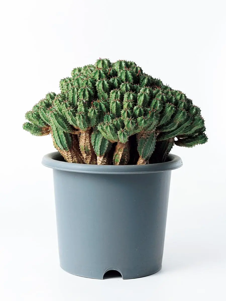 多肉植物のプロが注目する「菊鉢」 キク用の鉢がもつ驚きの特徴とは