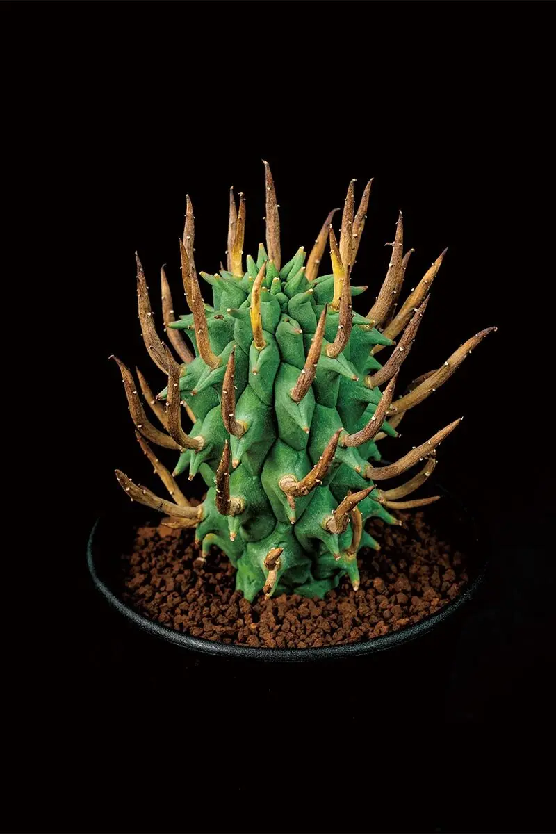 偏っててもいいじゃない！多肉偏愛宣言～好評発売中『趣味の園芸』2025