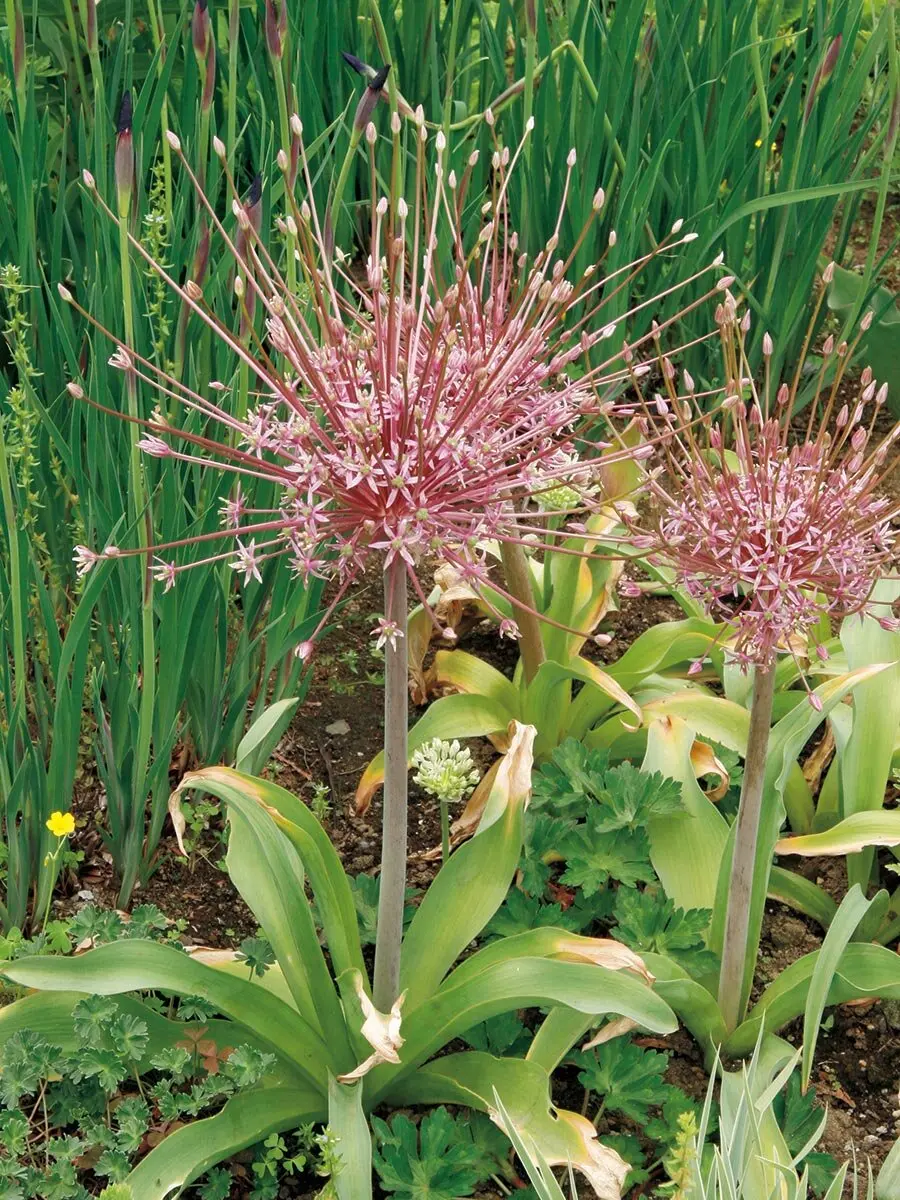 主役になる大輪の花が欲しい！おすすめの品種を紹介【2025 球根植物