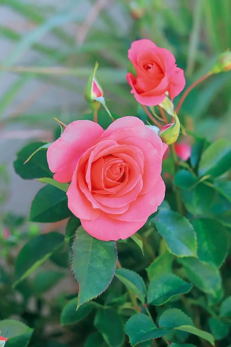 画像一覧》秋バラと春バラって、どう違うの？ 同じ株に咲いた花を、秋