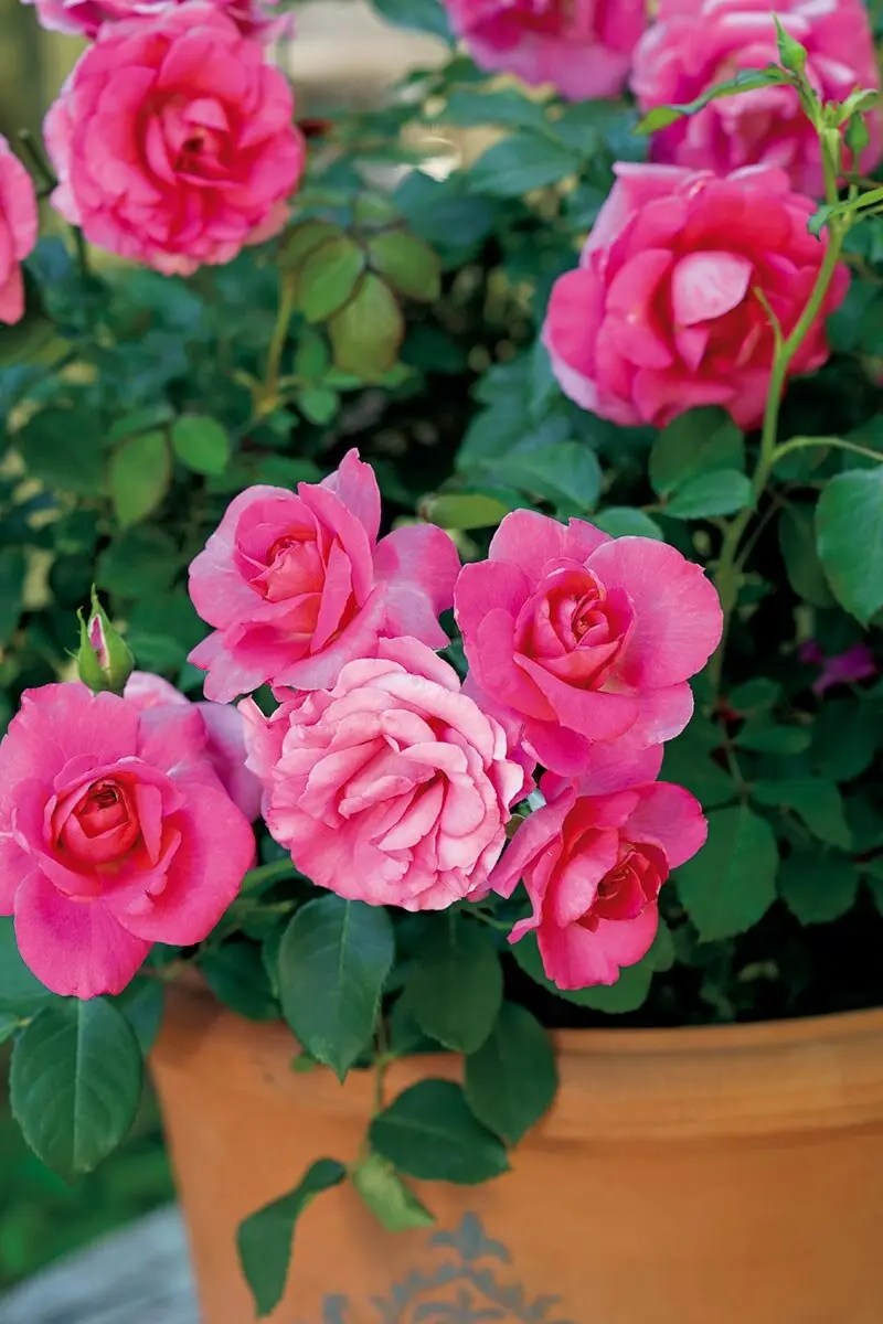 画像一覧》秋バラと春バラって、どう違うの？ 同じ株に咲いた花を、秋