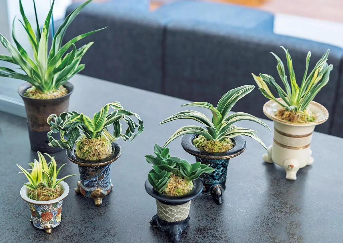 世界でも注目！江戸時代から愛される、趣味者を虜にするオモト（万年青