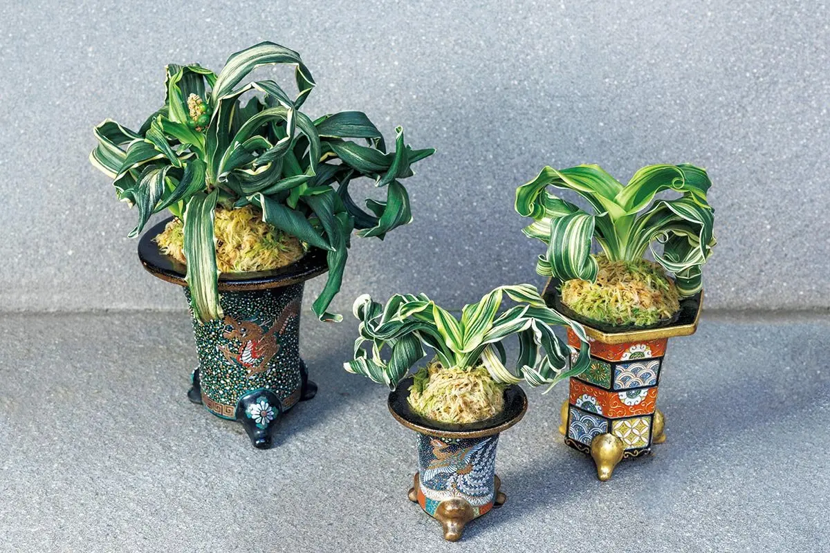 世界でも注目！江戸時代から愛される、趣味者を虜にするオモト（万年青