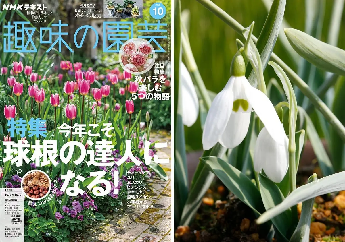 約50品種のスノードロップを育てる富澤正美さんがおすすめする秋植え小