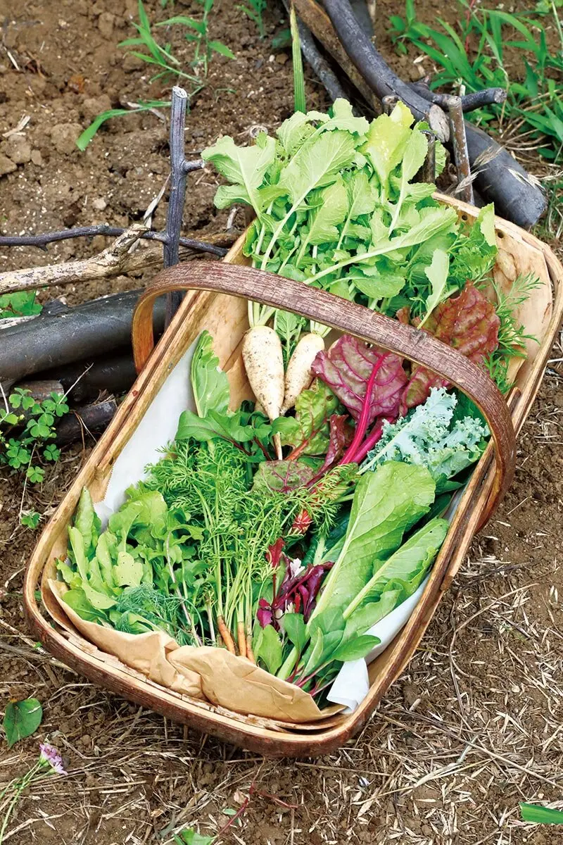 1m×1mの小さなスペースで16種類の野菜を育てる！秋まき混植ガーデンの