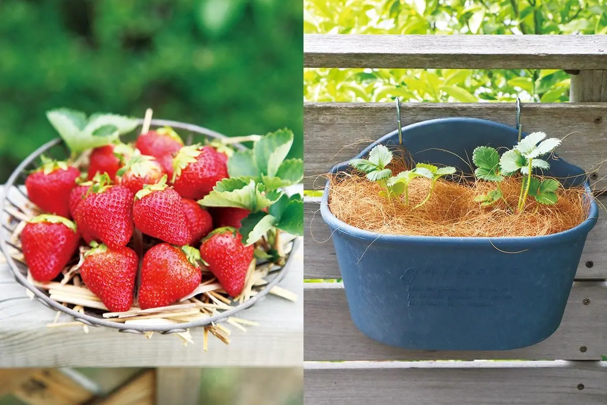 イチゴ畑 STRAWBERRY PICK｜ちはる農園 official website