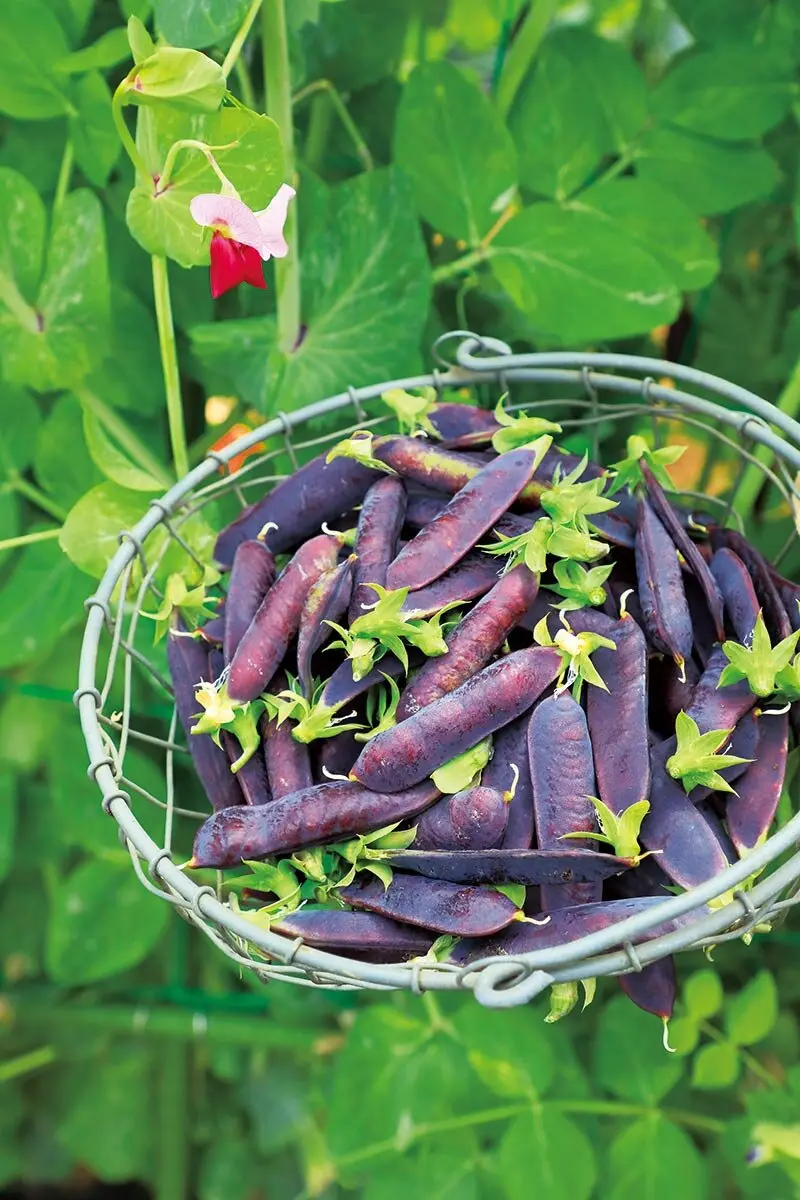 紫色のさやと、緑色の豆。SNS映えするカラフルな紫エンドウ｜記事