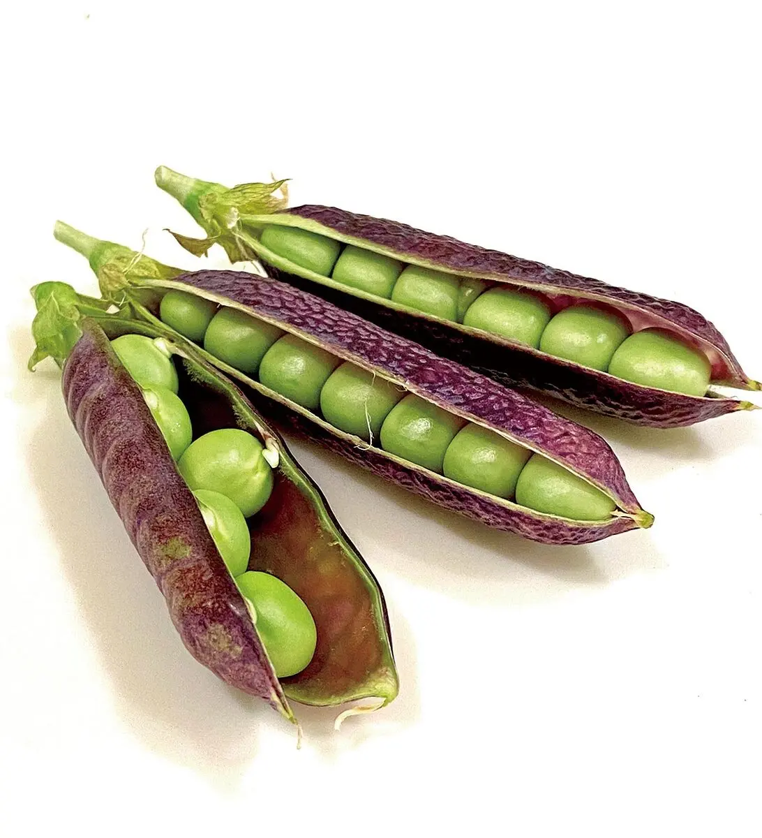 紫色のさやと、緑色の豆。SNS映えするカラフルな紫エンドウ｜記事
