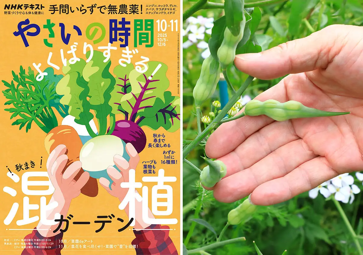 家庭菜園ならではの楽しみ!野菜の花や若ざやを観察&味わおう【やさい 家庭菜園ならではの楽しみ!野菜の花や若ざやを観察&味わおう【やさい