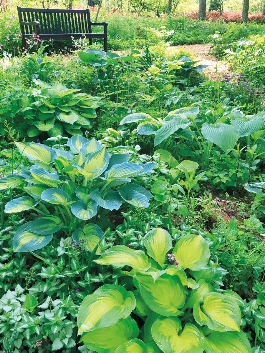 庭をステキにする魔法の宿根草「ギボウシ」 ひと株植えるだけでプロっ