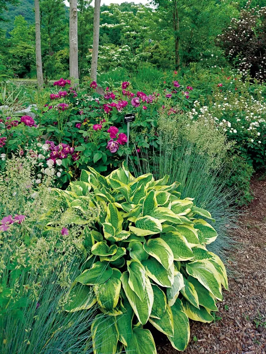 画像一覧》庭をステキにする魔法の宿根草「ギボウシ」 ひと株植える