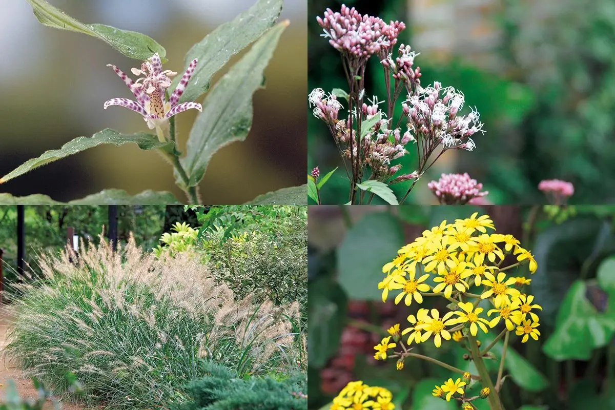 秋の草花 今まさに求められている、気候変動に負けない「日本の宿根草」の底力