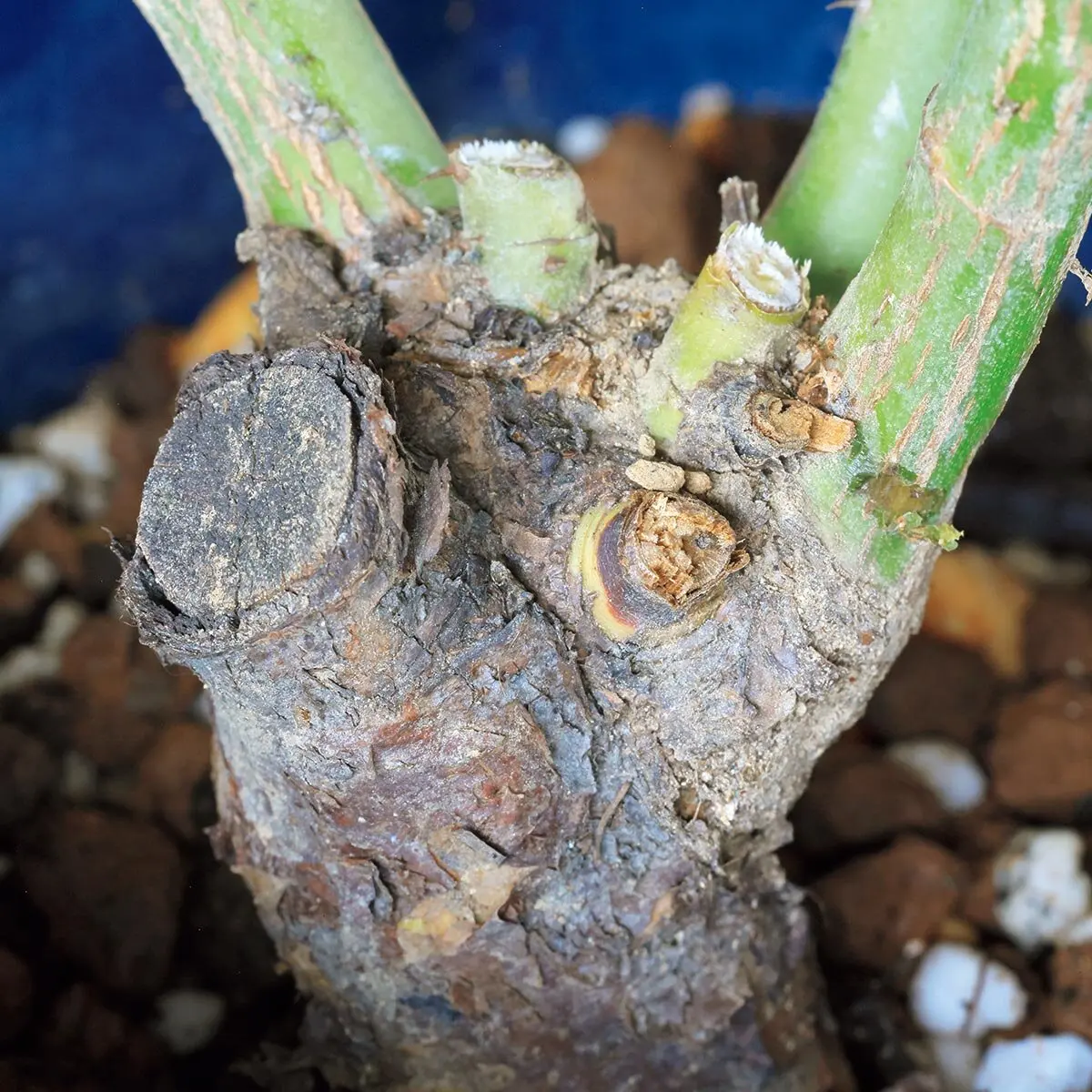 よい大苗の見分け方って？バラのスペシャリストが教えるポイント｜記事