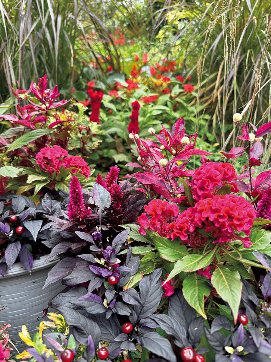 秋の庭をグレードアップ！懐かしくて新しい「セロシア」の魅力。寄せ