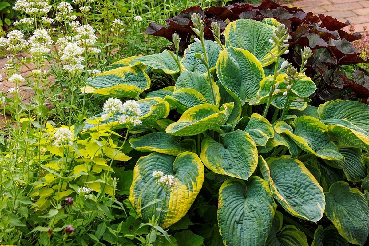 今まさに求められている！日本の宿根草がスゴイ【趣味の園芸2025年11月