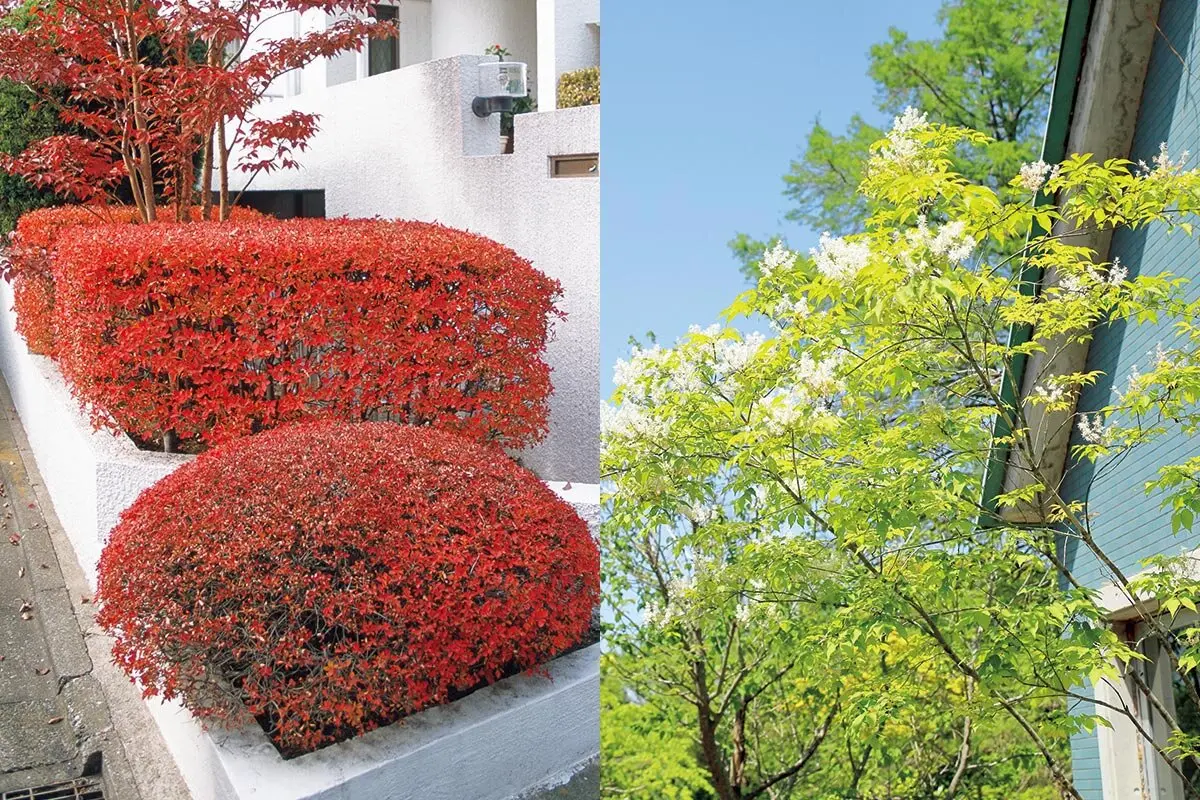 どっちもいいね！レジェンド＆いまどき 自分の暮らしに合う木を見つけ