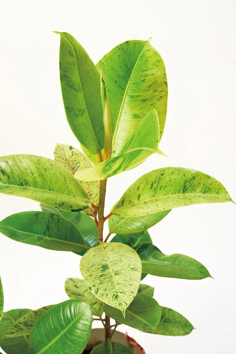 の魅力 斑入り植物 斑入りは永遠に 時代を超えて愛される 斑入りむさ