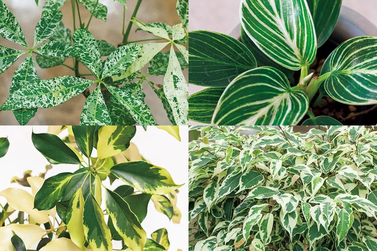 斑入りは永遠に 時代を超えて愛される「斑入り植物」の魅力｜記事