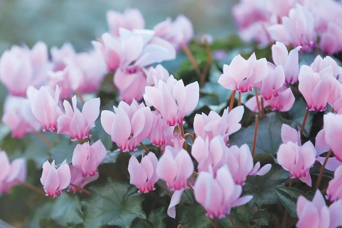 何年も咲き続ける、清楚でたくましい花。横山直樹さんが語る原種