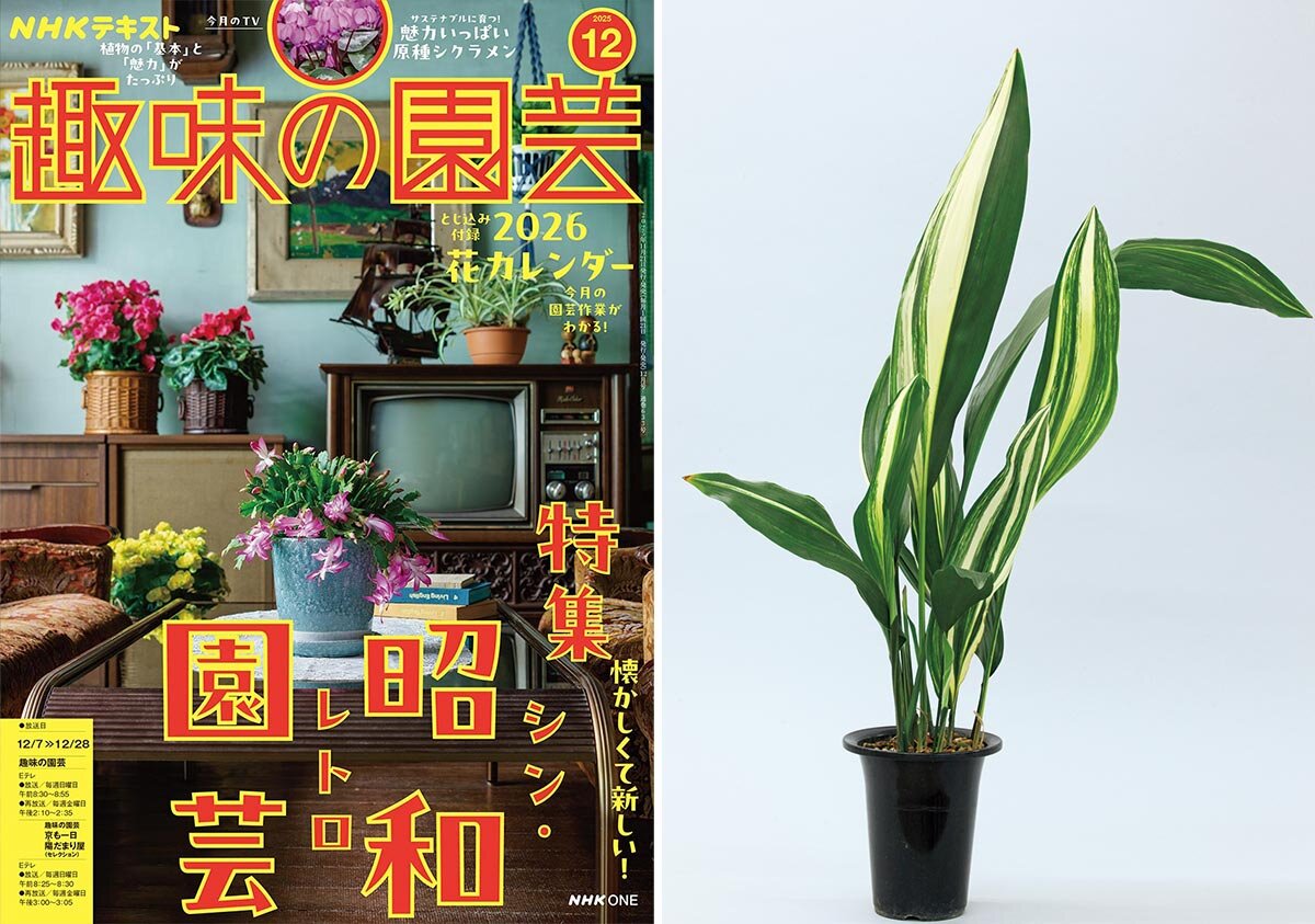 植物のスペシャリストが推す 地味！？に見えて奥深い 今こそ、ハラン 