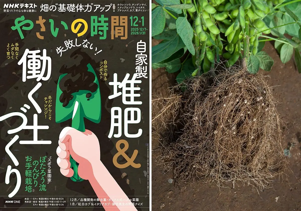 マメ科野菜を支える根粒菌とは？共生のしくみと働き【やさいの時間2025