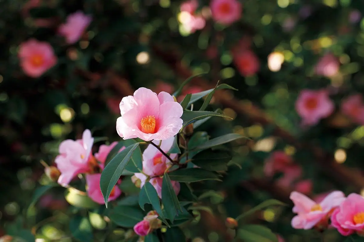 椿　太郎冠者　ご予約品 椿 太郎冠者 ご予約品 ツバキ（タロウカジャ)［椿(太郎冠者)］・ツバキ
