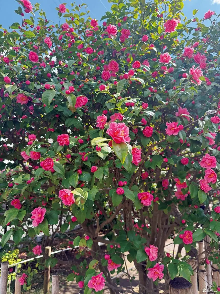 一輪に宿る、日本の美。ツバキが“特別”であり続ける理由｜記事