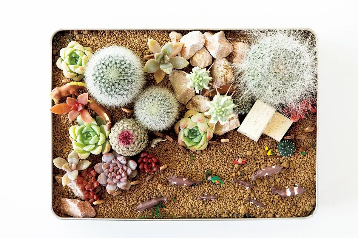 私だけの小さな世界 多肉植物の箱庭｜記事｜みんなの趣味の園芸