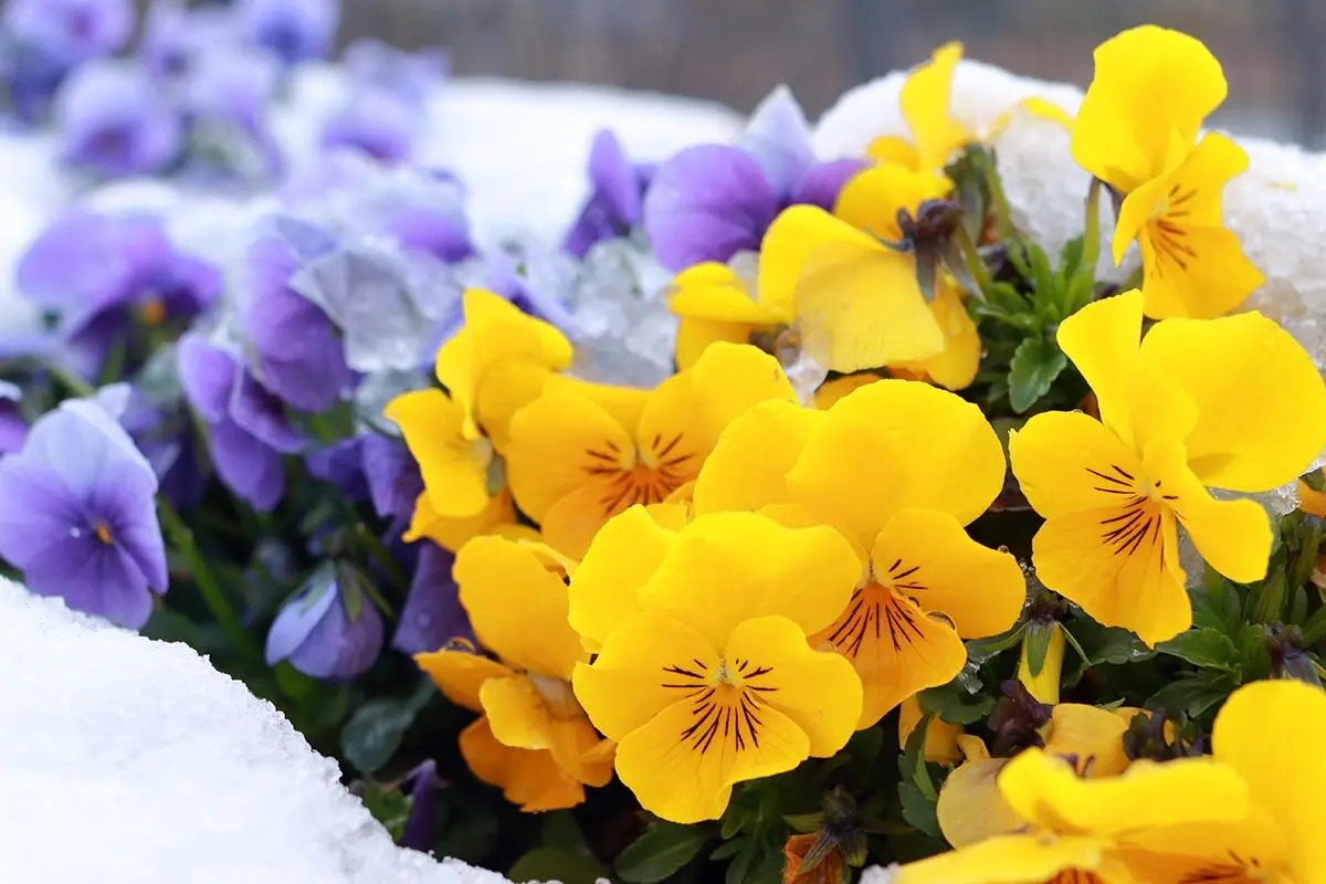 冬を乗り切り春へつなぐ！草花のための「今どきの冬越し対策」｜記事