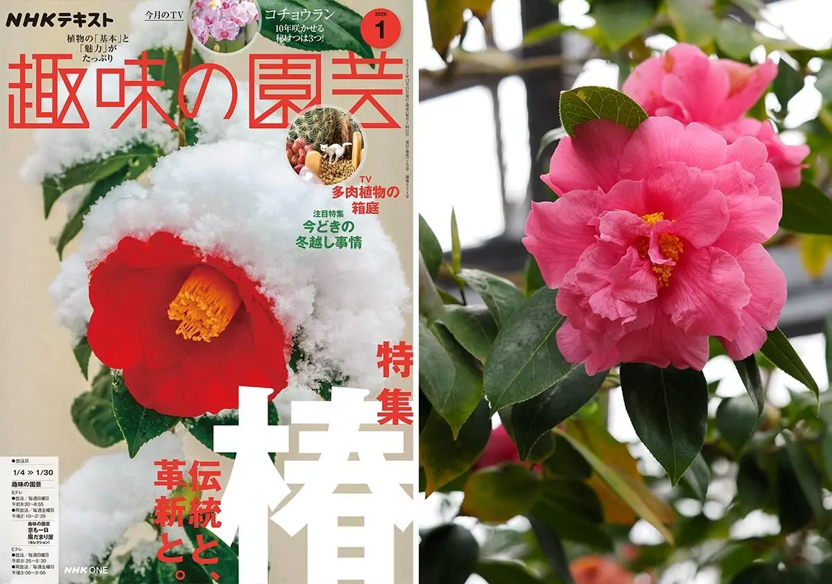 マツバギク（松葉菊）の種類（原種、品種）｜植物図鑑｜みんなの趣味の
